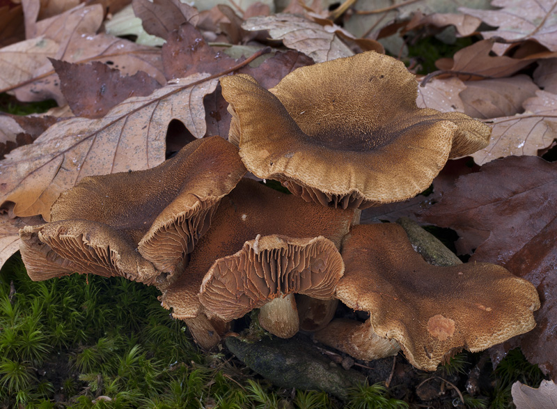 Cortinarius melanotus